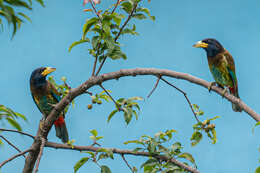 Image of Great Barbet