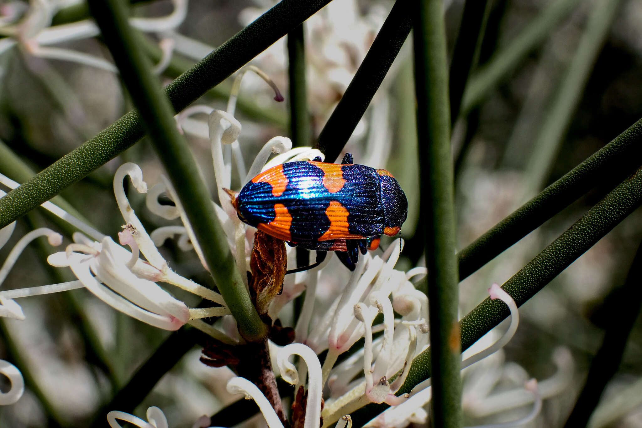 Image of Castiarina grata (Saunders 1869)