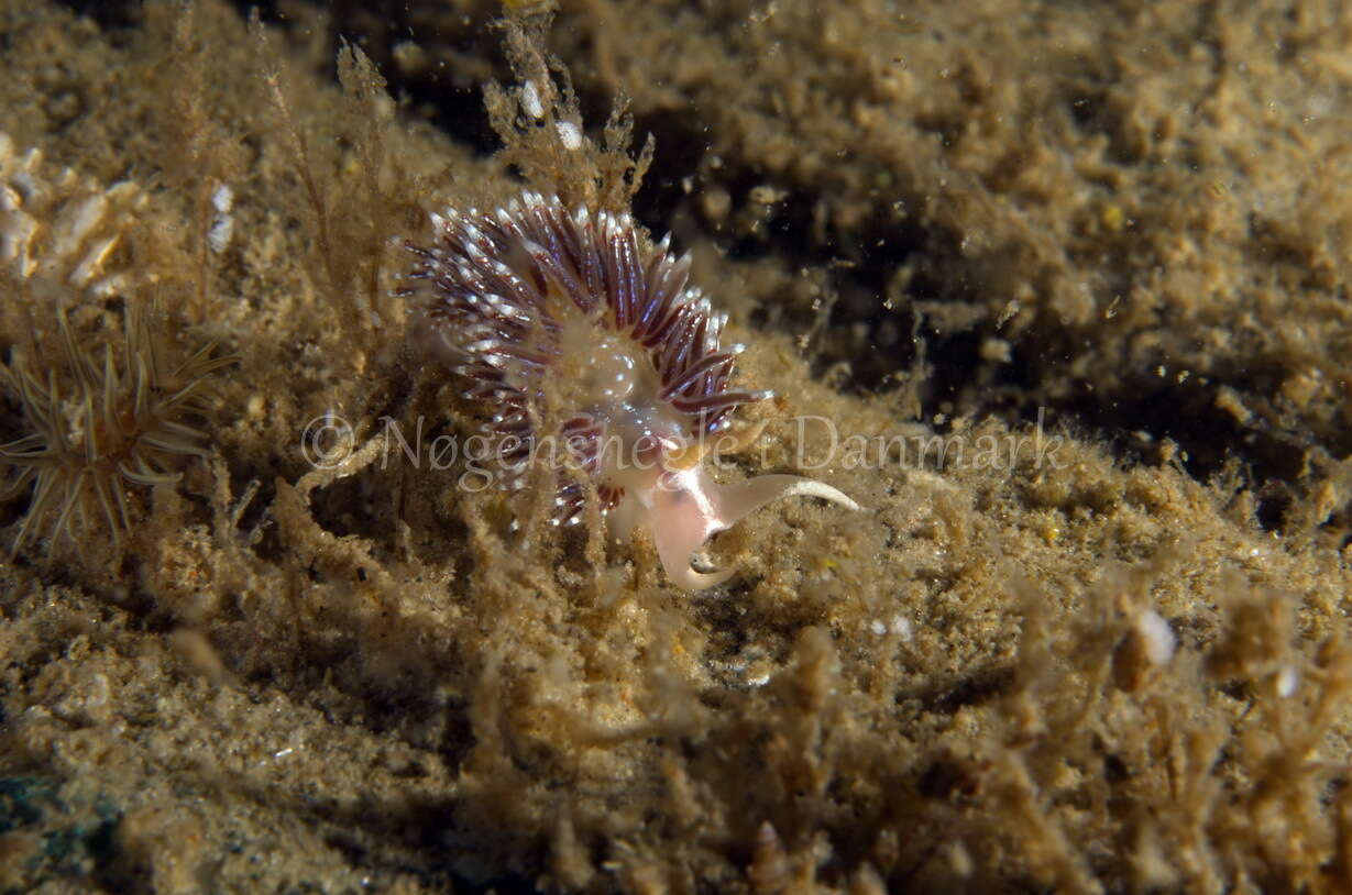 Image of slender facelina