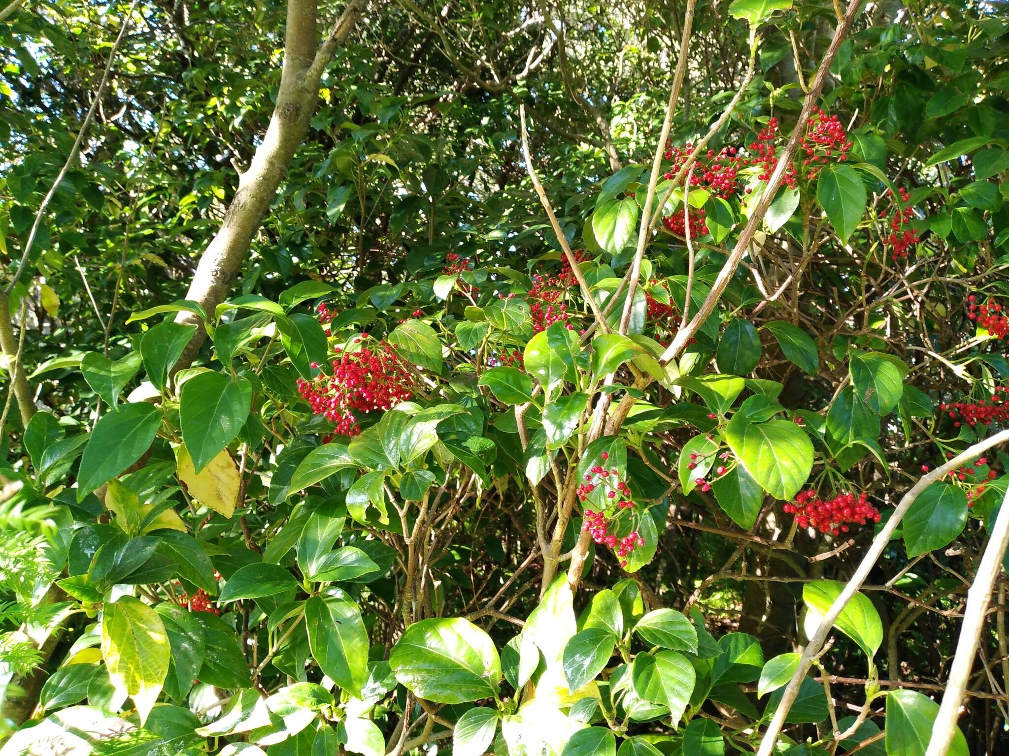 Image of Japanese viburnum