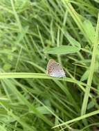 Image of Lycaena dispar rutilus (Werneburg 1864)