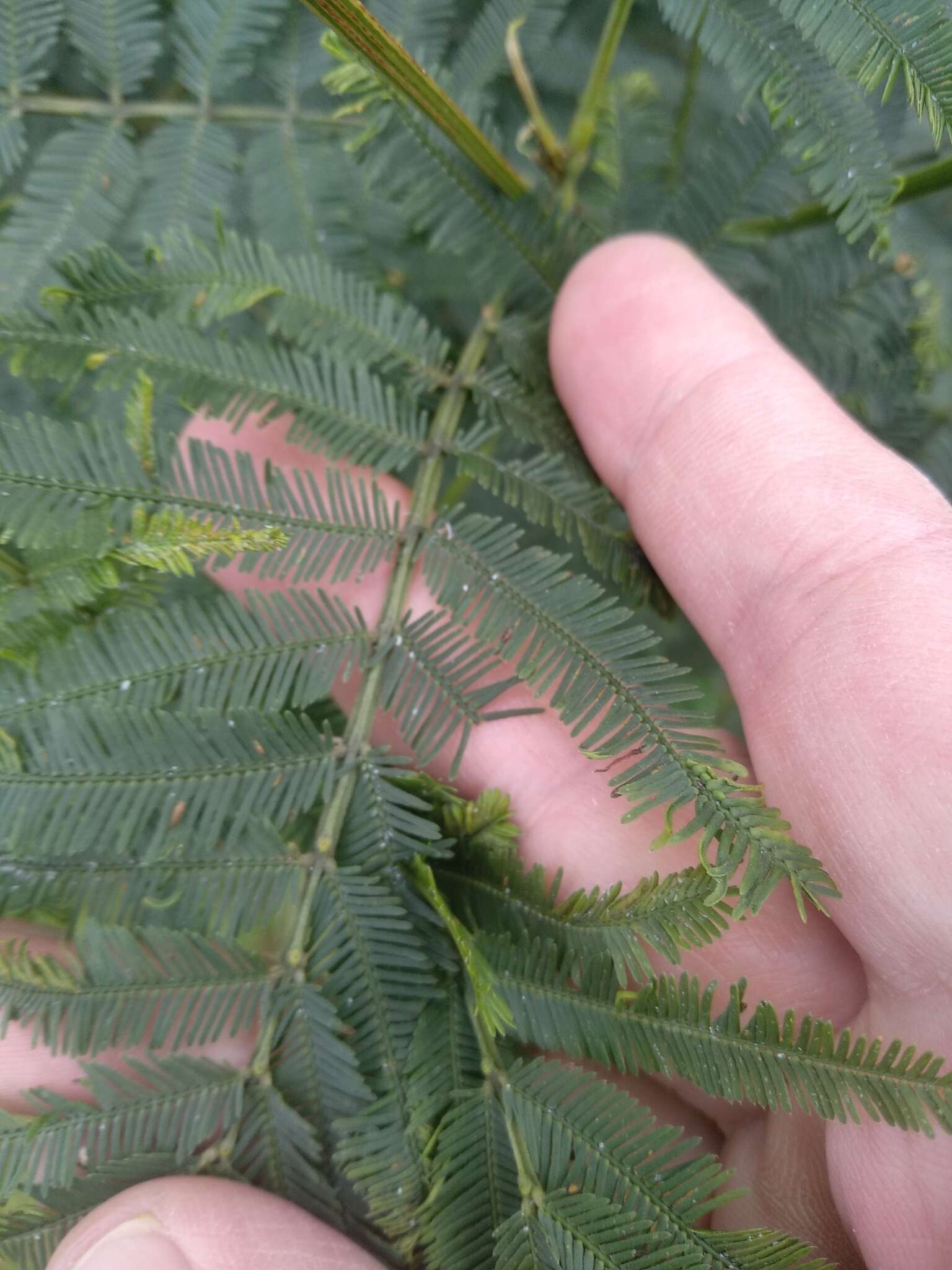 Acacia irrorata Sieber ex Spreng. resmi