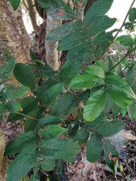 Image of Inga vera subsp. eriocarpa (Benth.) Leon