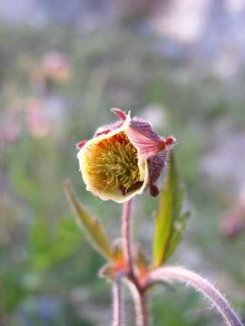 Image of Water Avens