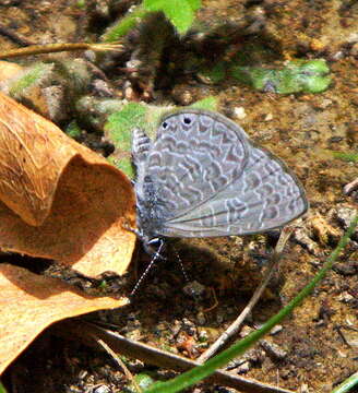 Image of Pseudonacaduba sichela sichela