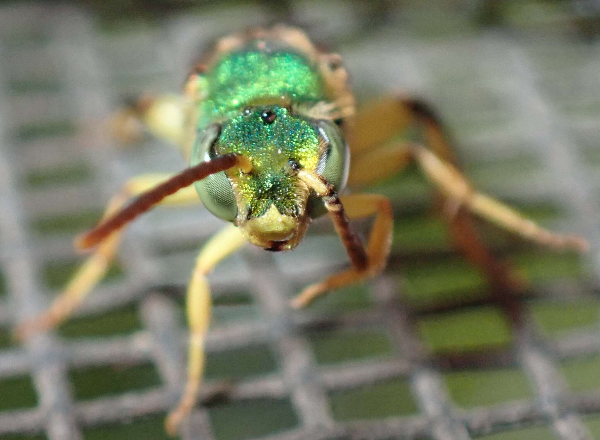 Image of Agapostemon poeyi (Lucas 1856)