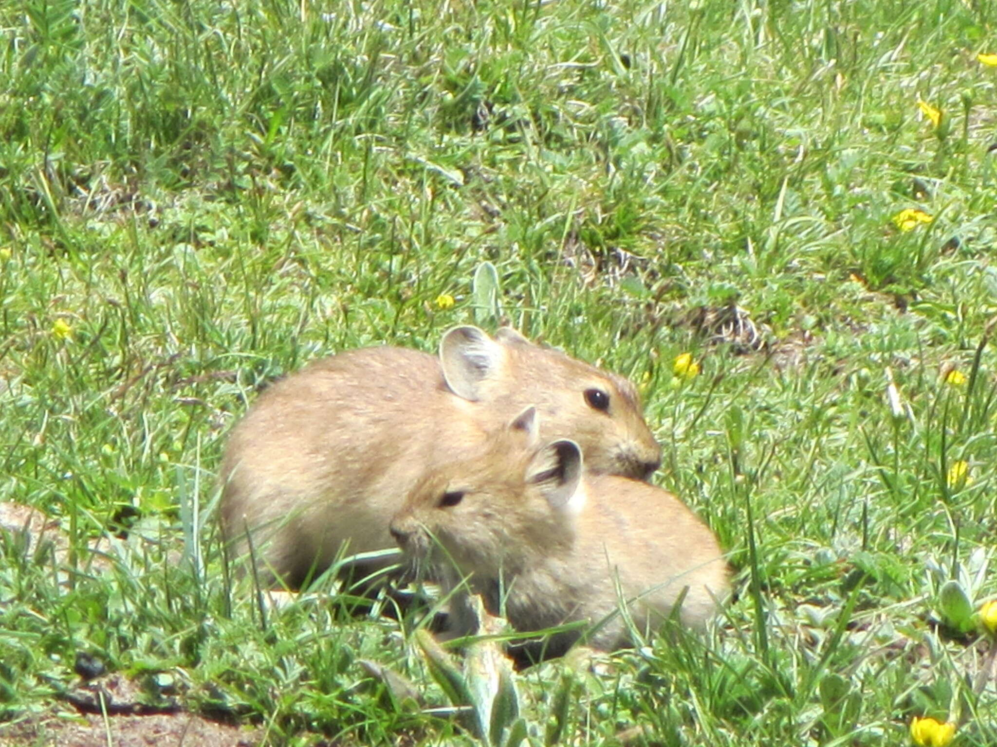 Image of Black-lipped Pika