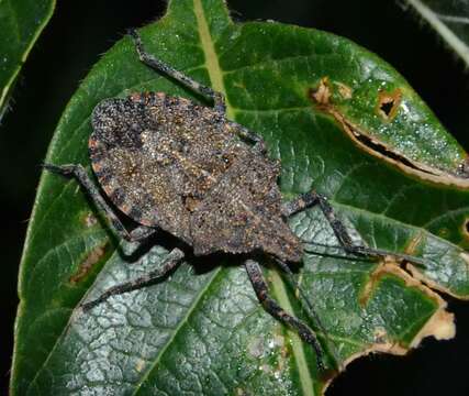 Image of Four-humped Stink Bug