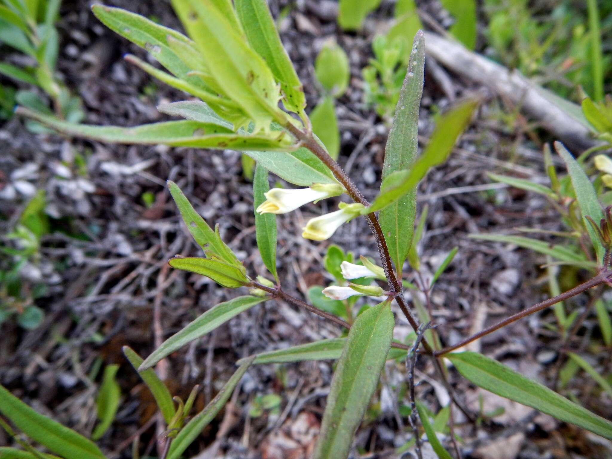 Plancia ëd Melampyrum lineare Desr.