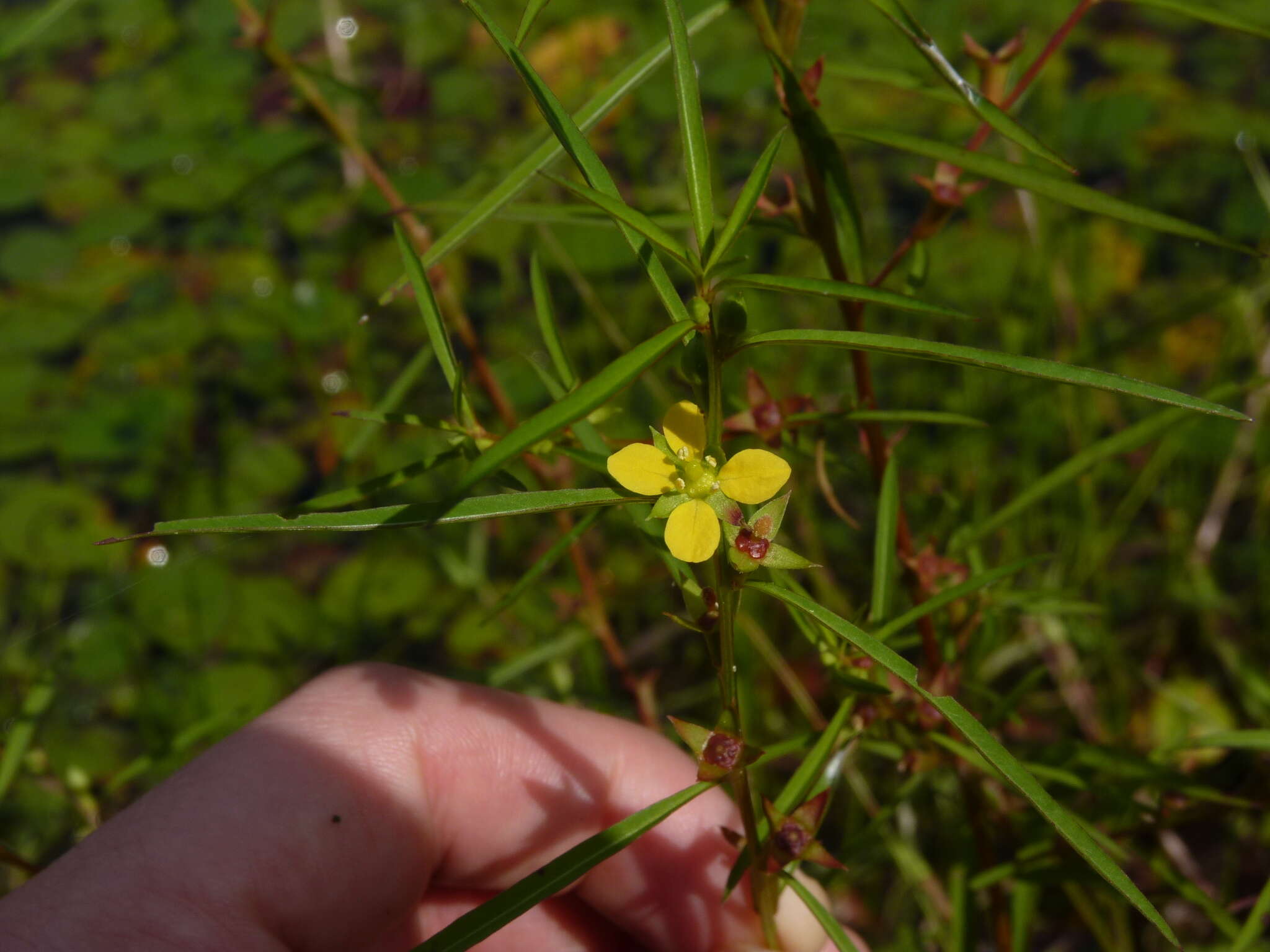 Image de Ludwigia linearis Walt.