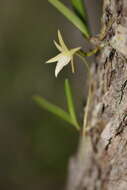 Imagem de Angraecum potamophilum Schltr.