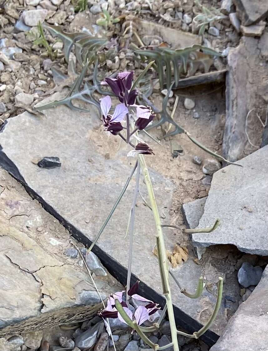 Image of Cutler's jewelflower