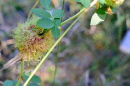 Image of Mossy Rose Gall Wasp