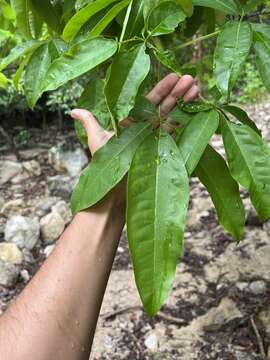 Image of Vitex hemsleyi Briq.