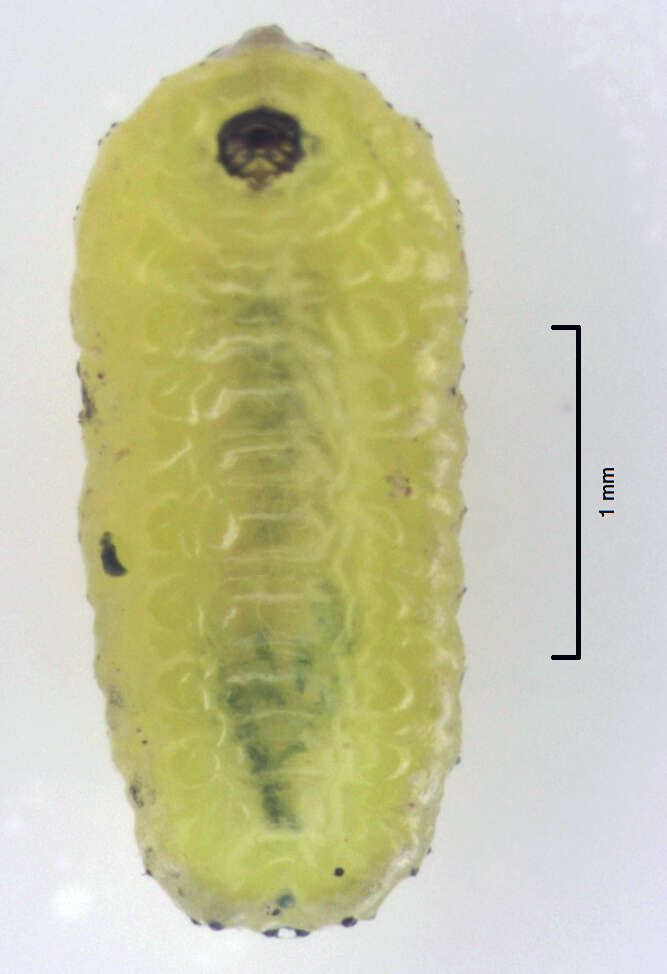 Image of Gonipterus platensis Marelli 1926
