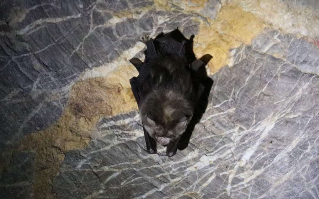 Image of Stoliczka's Asian Trident Bat