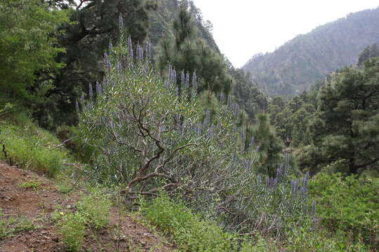 Image of Echium webbii Coincy