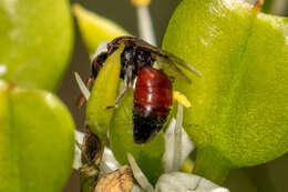 Image of Hylaeus proximus (Smith 1879)