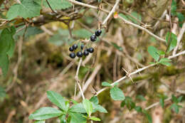 Image of Berberis pengii C. C. Yu & K. F. Chung