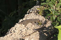 Image of Gomero Wall Gecko