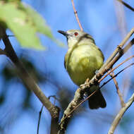 Image of Fairy Gerygone