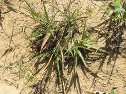 Image of thin paspalum