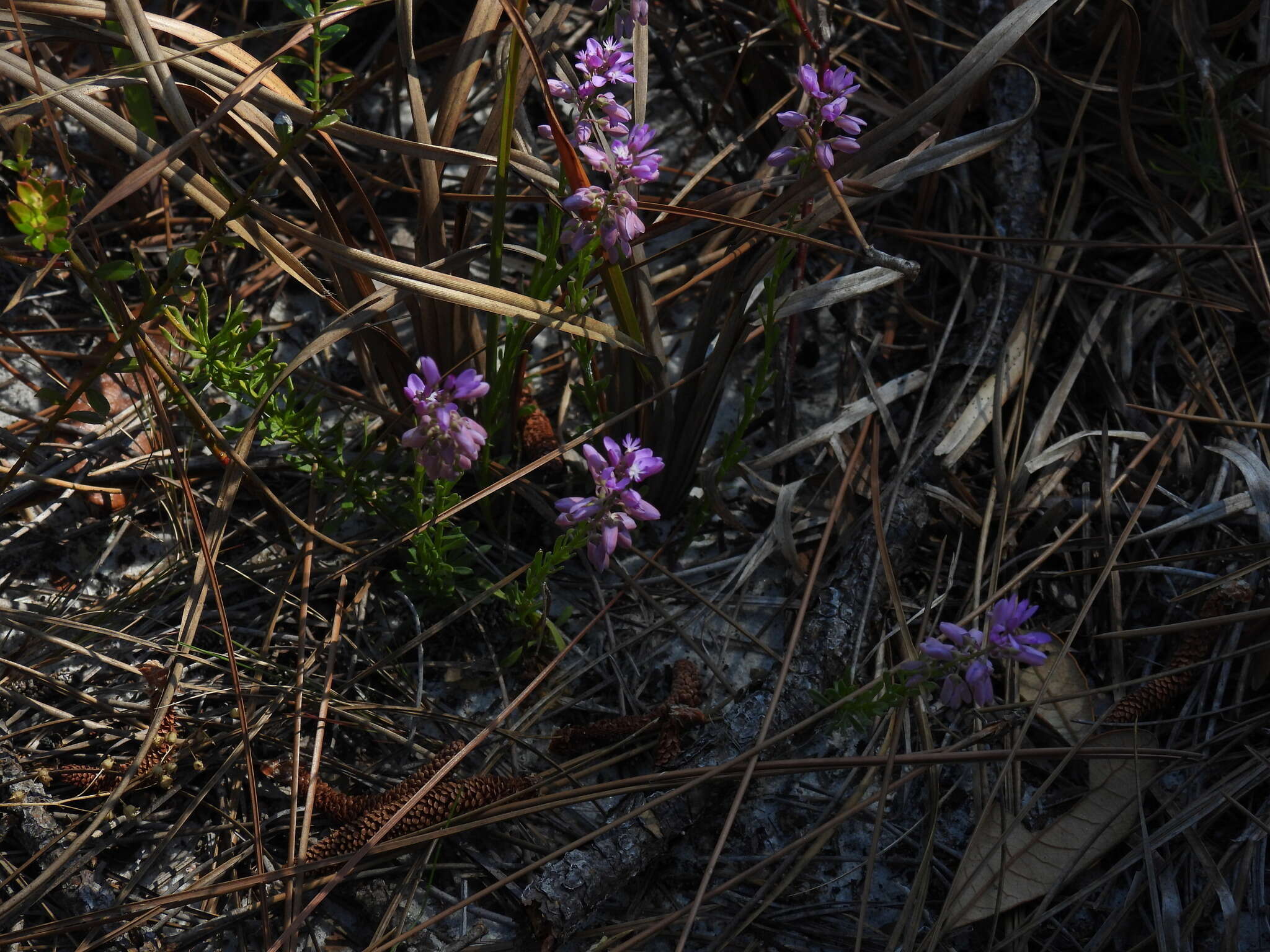 Image of Lewton's milkwort