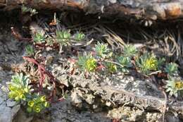 Sivun Euphorbia saxatilis Jacq. kuva