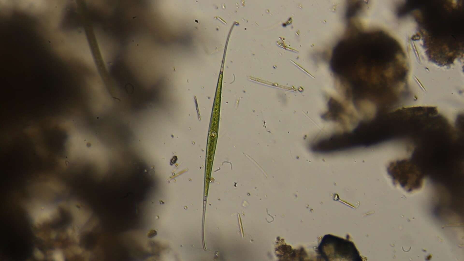 Image of Closterium setaceum