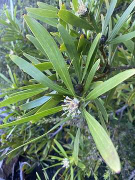 Image of Isopogon fletcheri F. Müll.