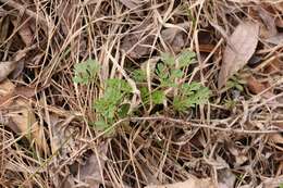 Corydalis capnoides (L.) Pers. resmi