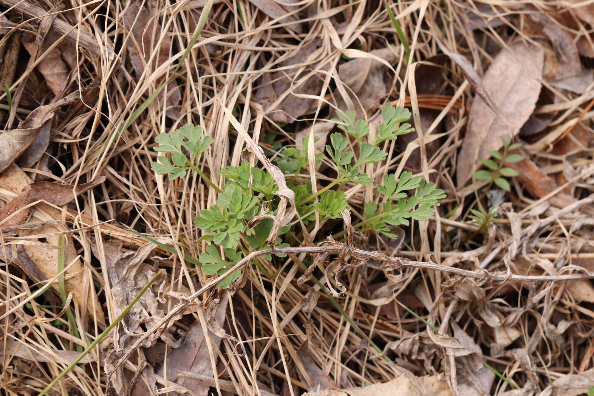 Image de Corydalis capnoides (L.) Pers.