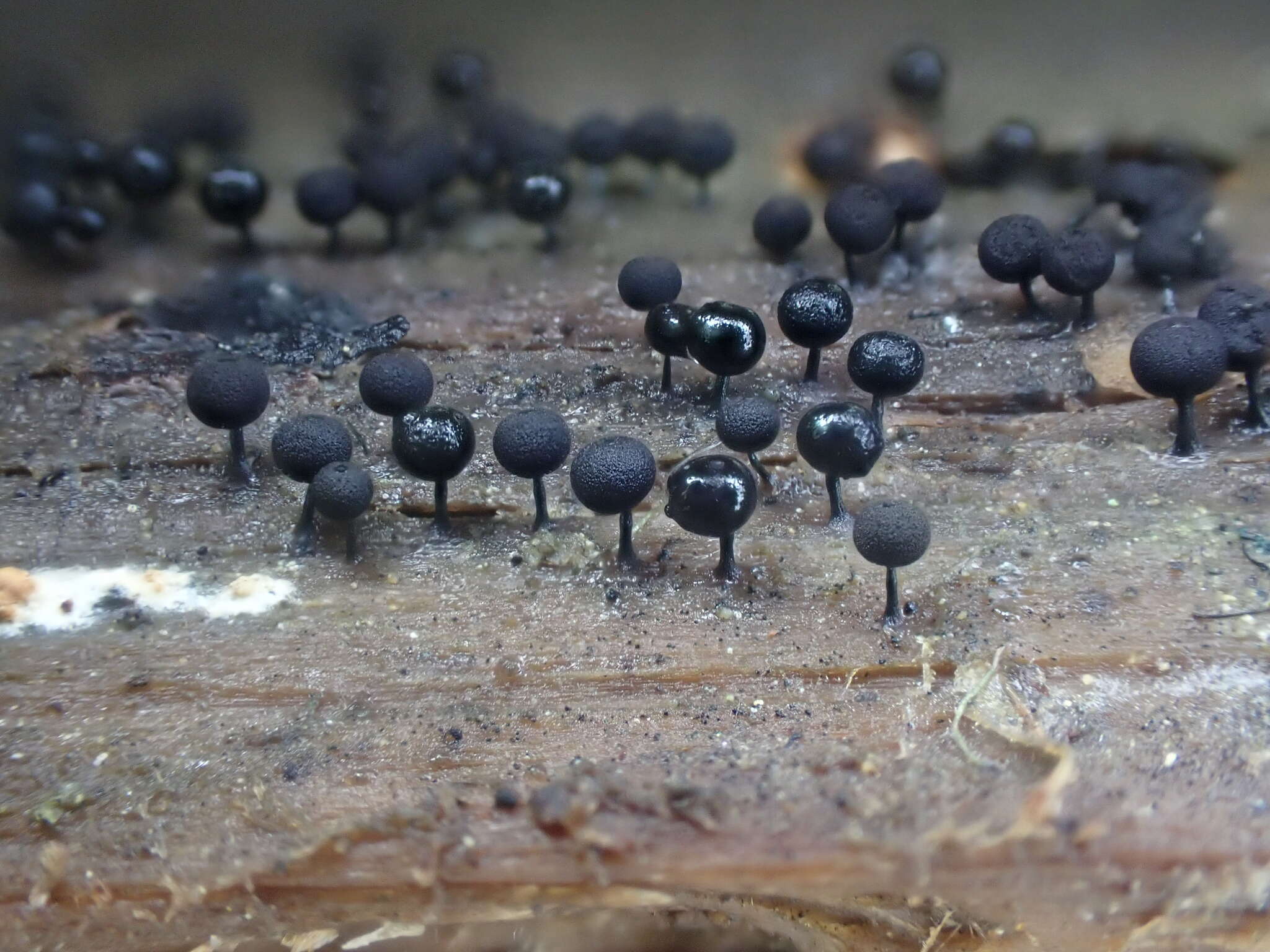 Image of Enerthenema papillatum