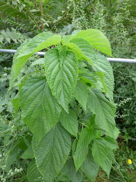 Image of Spanish sage