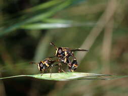 Image of Monoceromyia macleayi (Ferguson 1926)