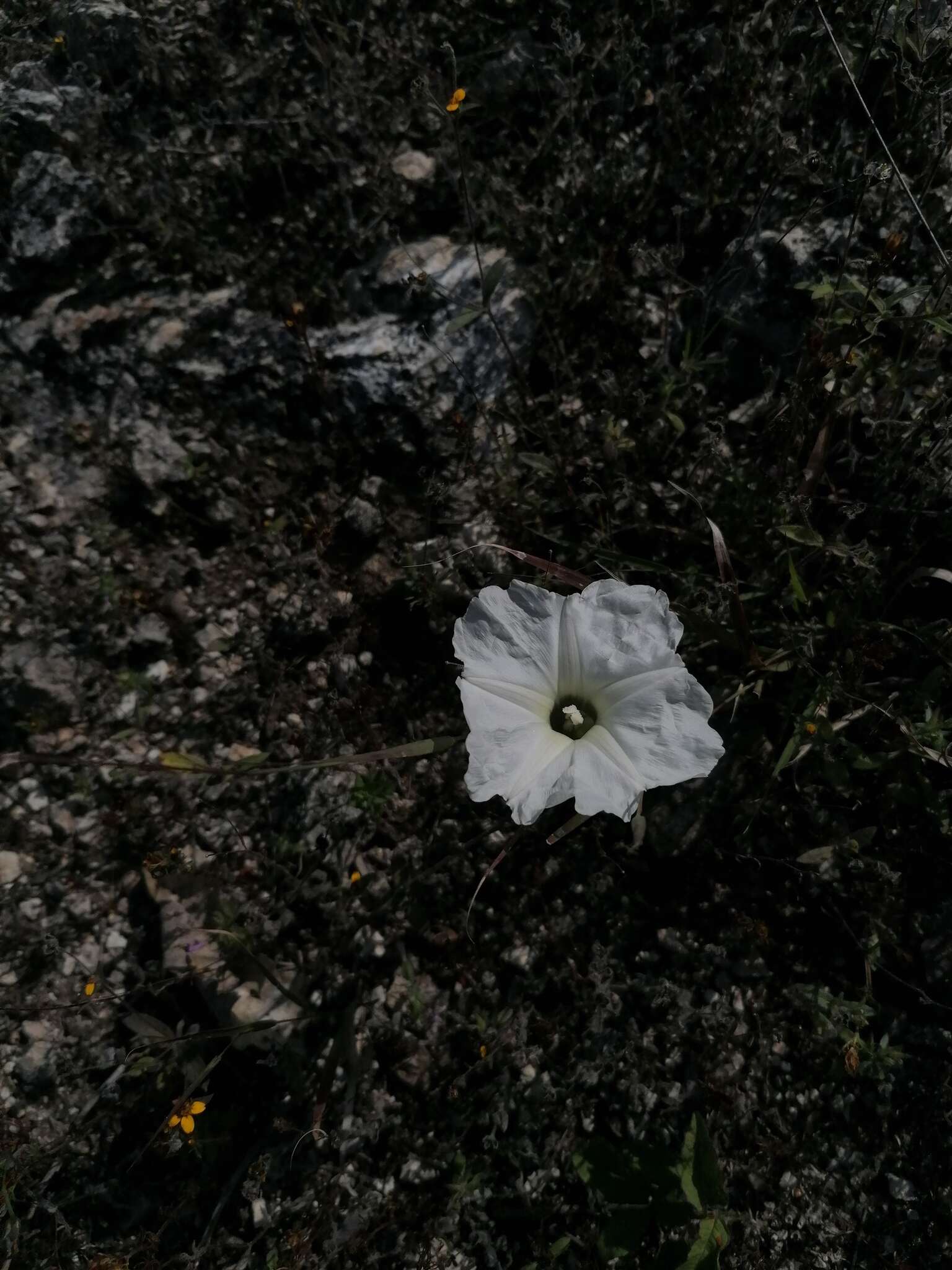 Слика од Ipomoea pruinosa G. D. Mc Pherson