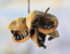 Image of Sterculia africana var. africana