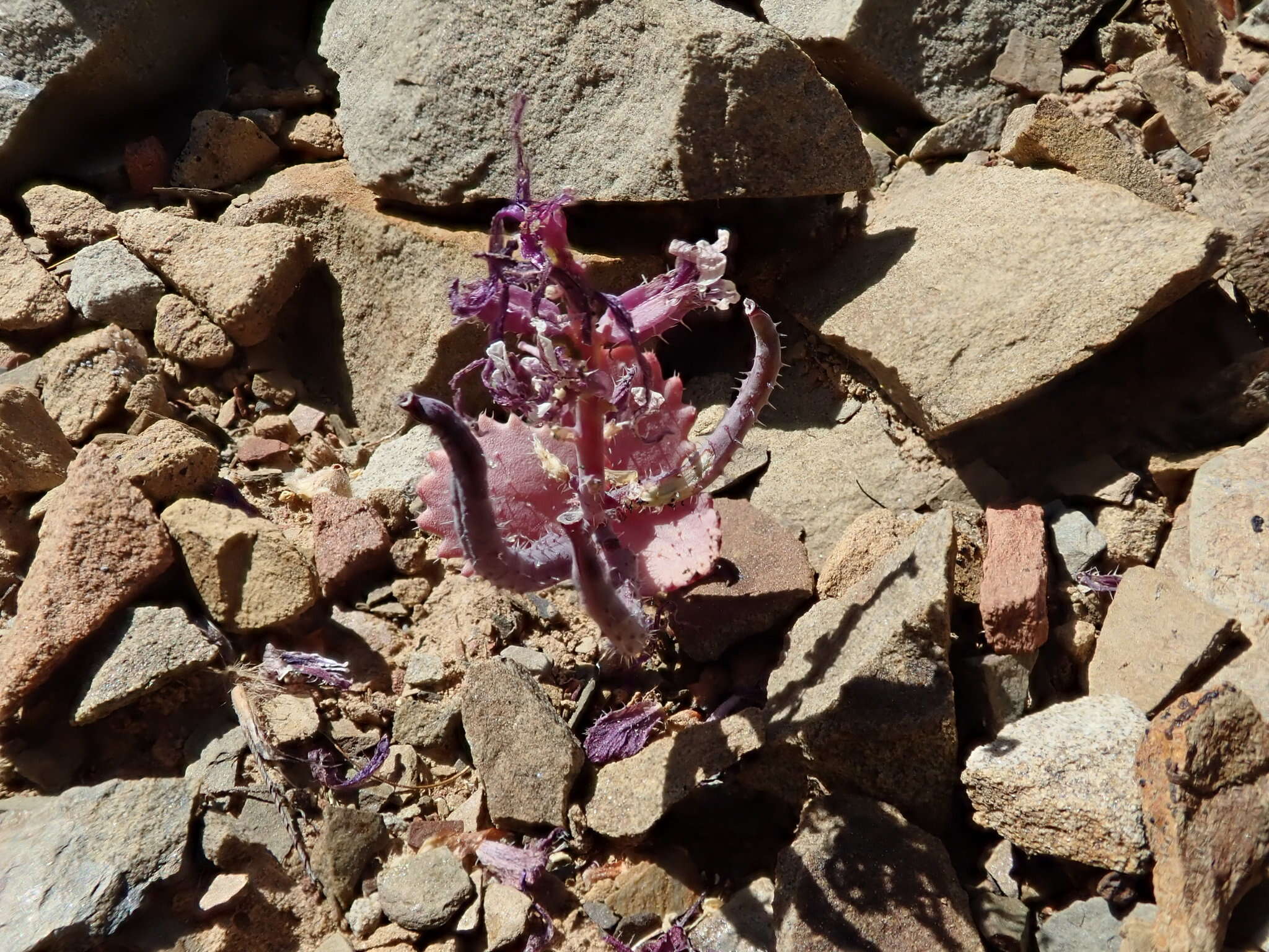 Image of Mt. Hamilton jewelflower