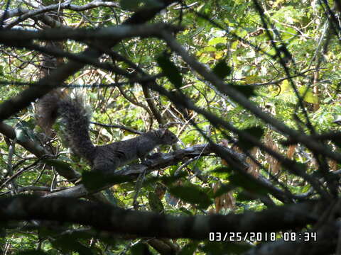 Image of Yucatan Squirrel