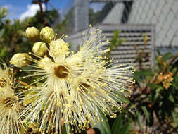 Image of Xanthostemon verticillatus (C. T. White & Francis) L. S. Smith