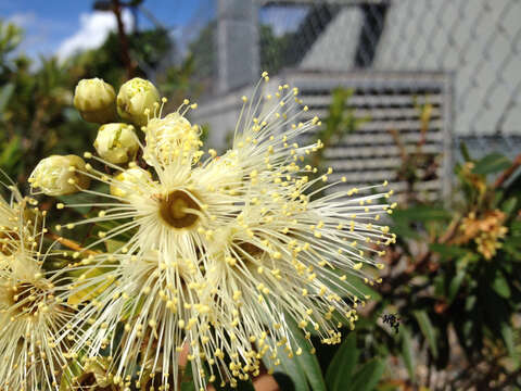 Image de Xanthostemon verticillatus (C. T. White & Francis) L. S. Smith