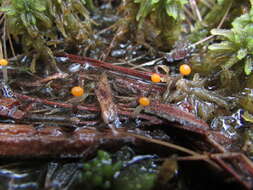 صورة Vibrissea foliorum Thaxt. 1908