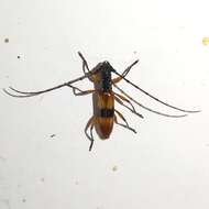 صورة Thoracibidion fasciiferum (Berg 1889)