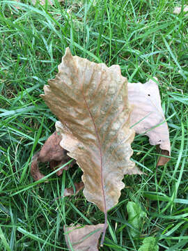 Image of Basket Oak