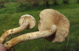 Image of Pholiota gummosa (Lasch) Singer 1951