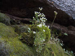 Image of Austrian draba