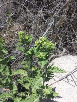 Image of Gray's feverfew