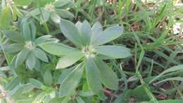 Image of Paraguayan purslane