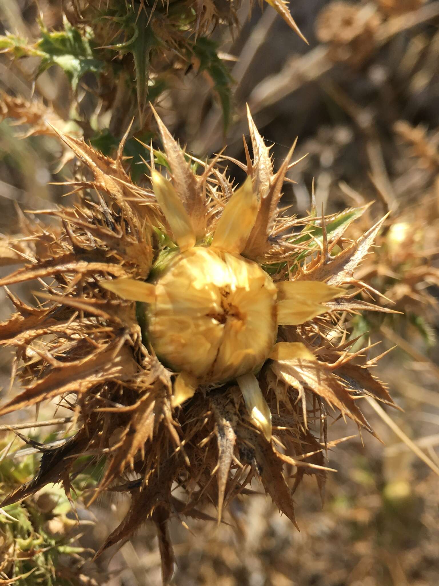 Imagem de Carlina libanotica Boiss.