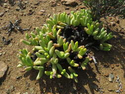 Image of Peersia macradenia (L. Bol.) L. Bol.